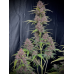 Banana Purple Punch Auto